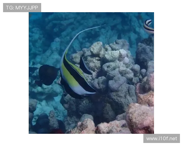 大阪刚在马尔代夫买岛，说是为了“安静训练”